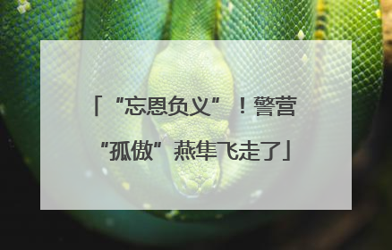 “忘恩负义”！警营“孤傲”燕隼飞走了