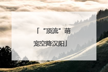 “顶流”萌宠空降汉阳