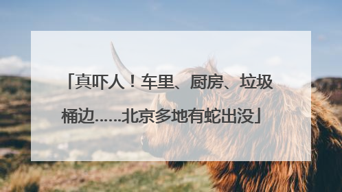 真吓人！车里、厨房、垃圾桶边……北京多地有蛇出没