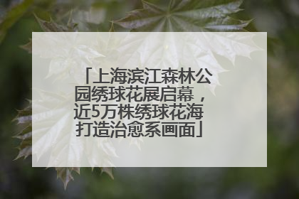 上海滨江森林公园绣球花展启幕，近5万株绣球花海打造治愈系画面