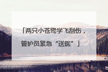 两只小苍鹭学飞刮伤，管护员紧急“送医”
