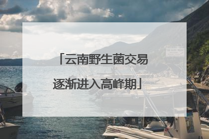 云南野生菌交易逐渐进入高峰期
