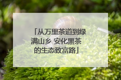 从万里茶道到绿满山乡 安化黑茶的生态致富路