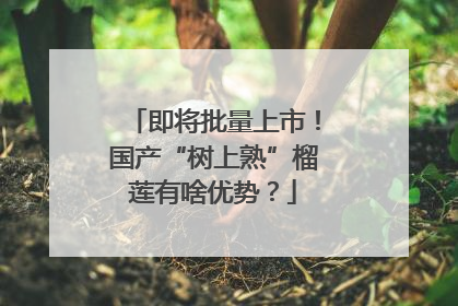 即将批量上市！国产“树上熟”榴莲有啥优势？