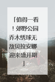 值得一看！郊野公园乔木绣球无敌贝拉安娜迎来盛开期