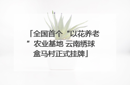 全国首个“以花养老”农业基地 云南绣球盒马村正式挂牌