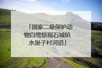 国家二级保护动物白鹭惊现石城镇水堡子村河道