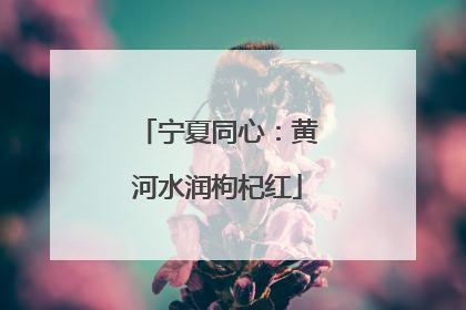 宁夏同心：黄河水润枸杞红