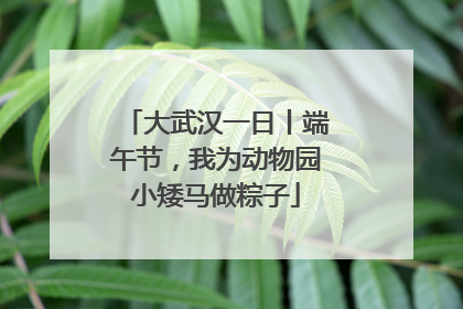 大武汉一日丨端午节，我为动物园小矮马做粽子