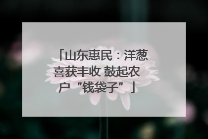 山东惠民：洋葱喜获丰收 鼓起农户“钱袋子”