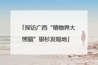 探访广西“植物界大熊猫”银杉发现地