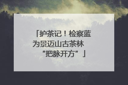 护茶记！检察蓝为景迈山古茶林 “把脉开方”
