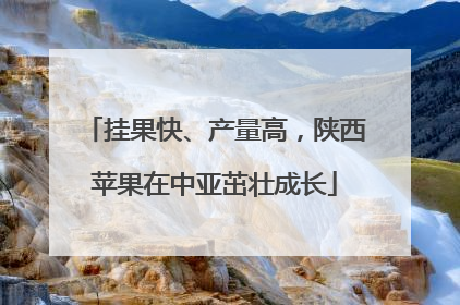 挂果快、产量高，陕西苹果在中亚茁壮成长