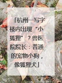 杭州一写字楼内出现“小狐狸”？兽医院院长：普通的宠物小狗，像狐狸犬