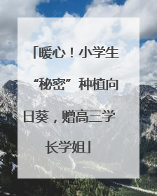 暖心！小学生“秘密”种植向日葵，赠高三学长学姐