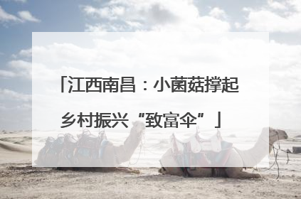江西南昌：小菌菇撑起乡村振兴“致富伞”