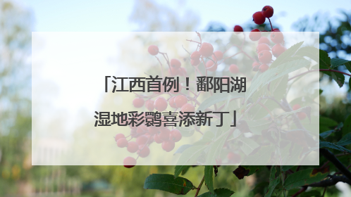 江西首例！鄱阳湖湿地彩鹮喜添新丁