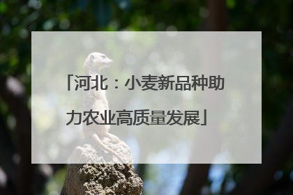 河北：小麦新品种助力农业高质量发展
