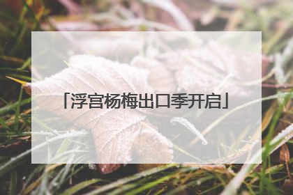 浮宫杨梅出口季开启