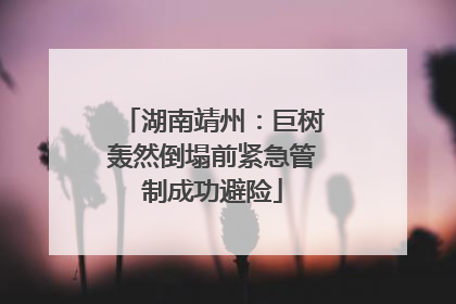 湖南靖州：巨树轰然倒塌前紧急管制成功避险