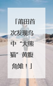 莆田首次发现鸟中“大熊猫”黄腹角雉！