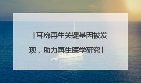 耳廓再生关键基因被发现，助力再生医学研究