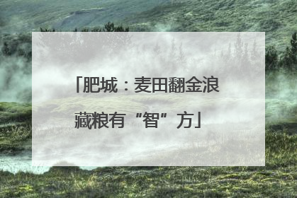 肥城：麦田翻金浪藏粮有“智”方