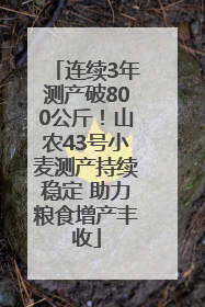 连续3年测产破800公斤！山农43号小麦测产持续稳定 助力粮食增产丰收