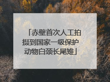赤壁首次人工拍摄到国家一级保护动物白颈长尾雉
