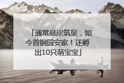 通常悬崖筑巢，如今首钢园安家！还孵出10只萌宝宝