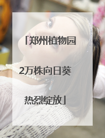 郑州植物园2万株向日葵热烈绽放