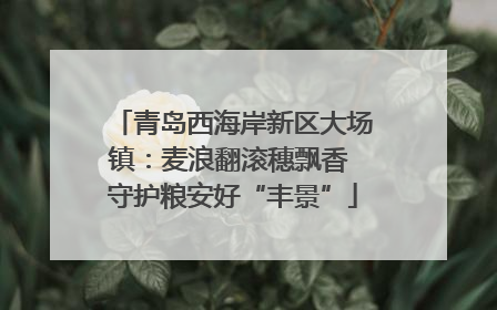 青岛西海岸新区大场镇：麦浪翻滚穗飘香 守护粮安好“丰景”