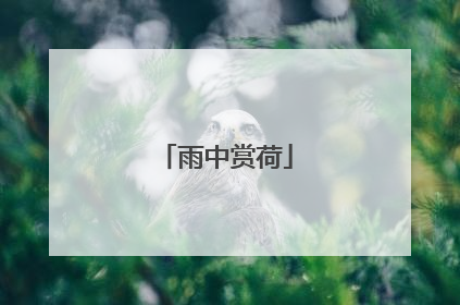 雨中赏荷
