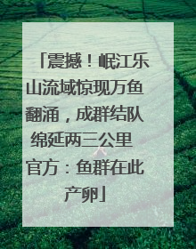 震撼！岷江乐山流域惊现万鱼翻涌，成群结队绵延两三公里 官方：鱼群在此产卵