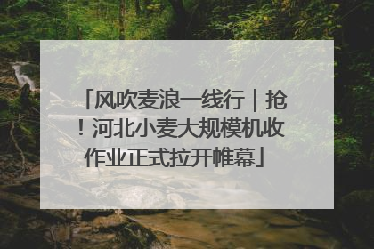 风吹麦浪一线行｜抢！河北小麦大规模机收作业正式拉开帷幕