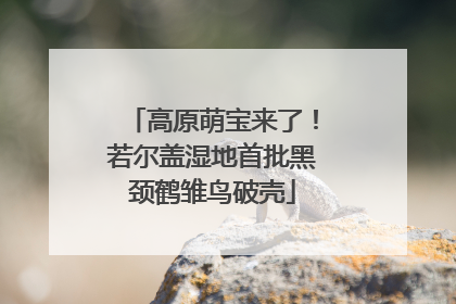 高原萌宝来了！若尔盖湿地首批黑颈鹤雏鸟破壳