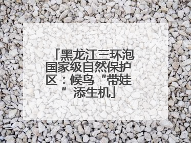 黑龙江三环泡国家级自然保护区：候鸟“带娃”添生机