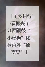 （乡村行·看振兴）江西铜鼓“小杨梅”化身百姓“致富果”